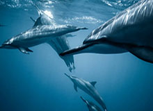 当知我名！JiaQi女枪豪取五杀打出团灭